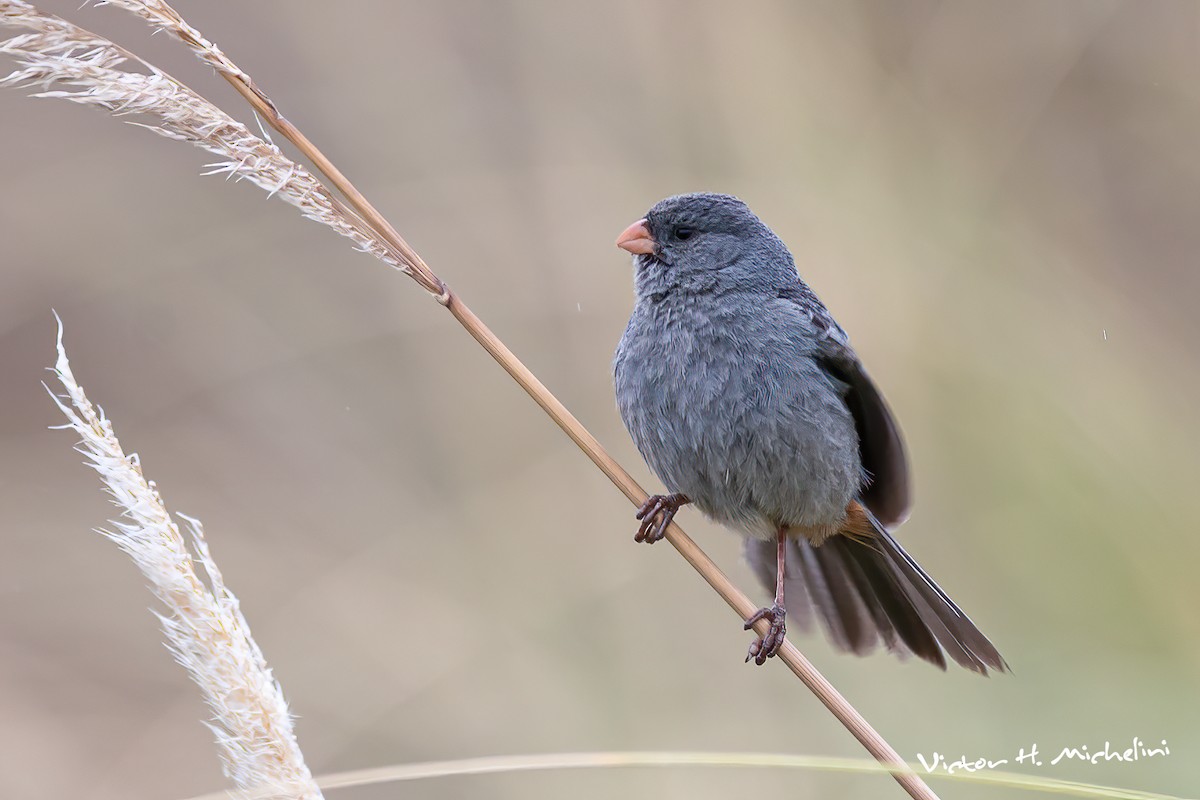 Band-tailed Seedeater - ML617396825