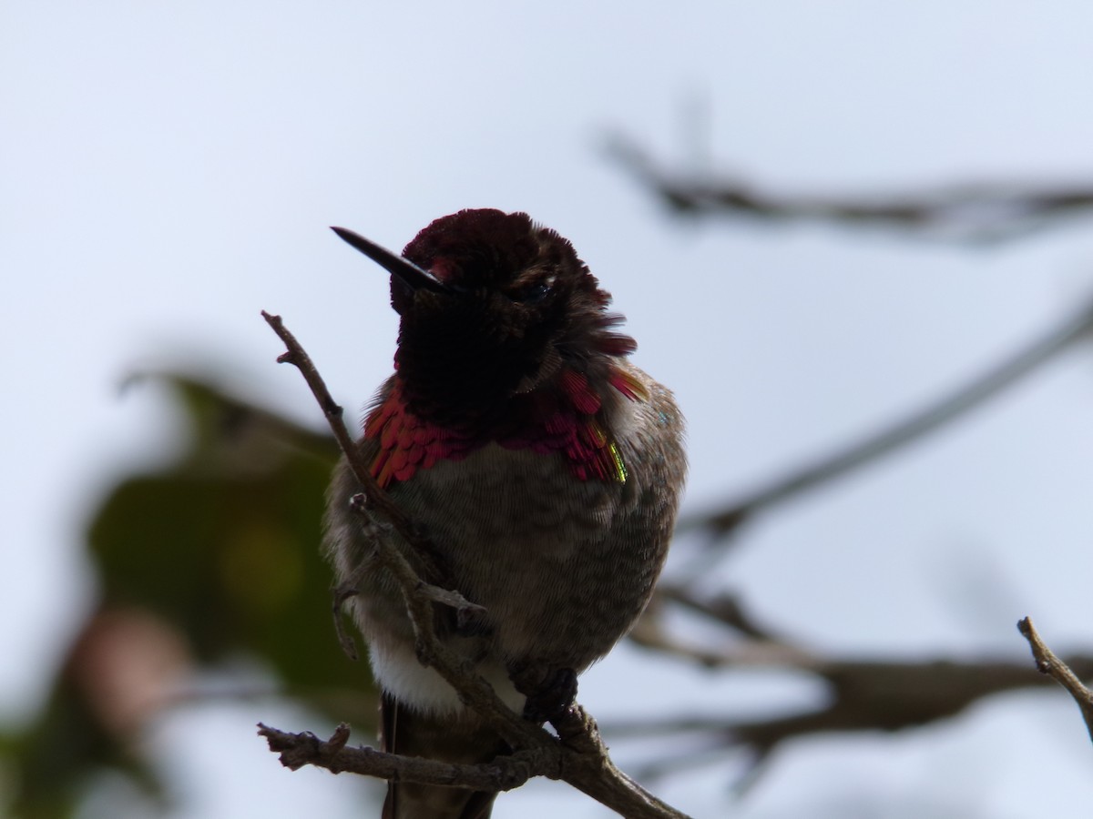 Anna's Hummingbird - ML617396839