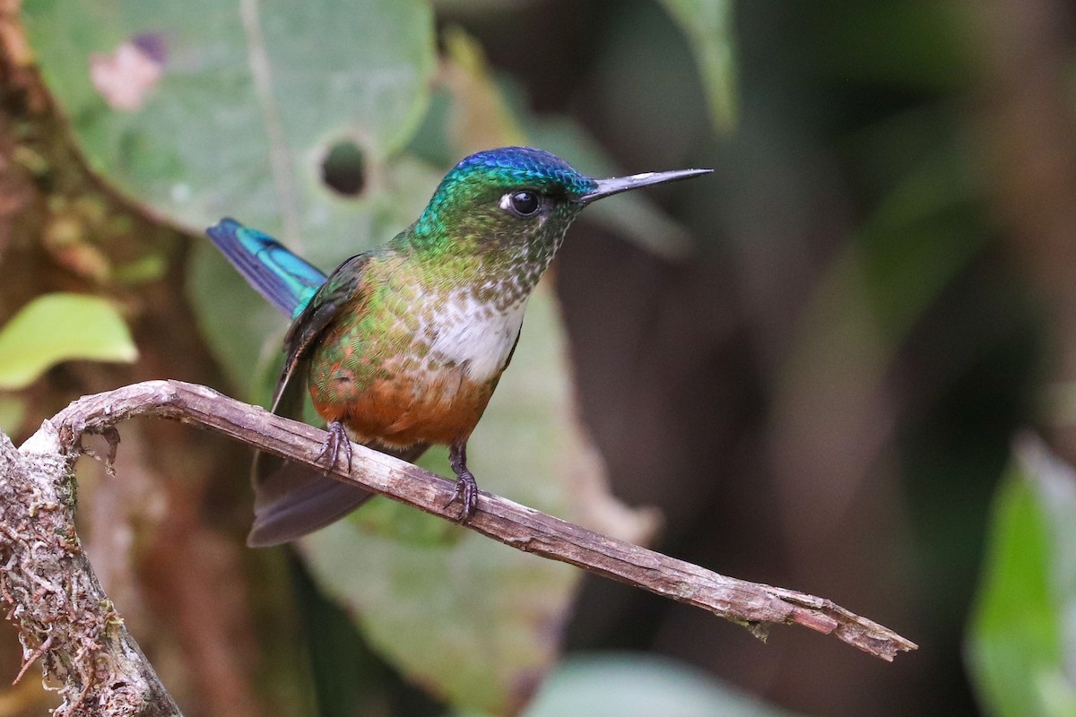 Violet-tailed Sylph - ML617397012