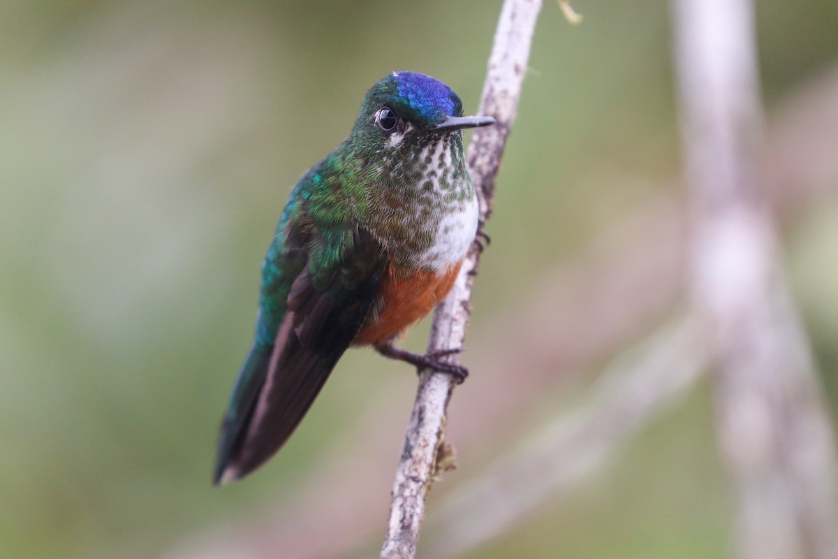 Violet-tailed Sylph - ML617397013