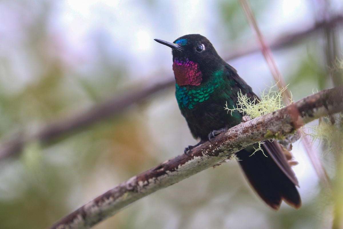 kolibřík turmalinový - ML617397029