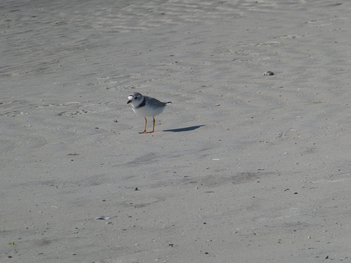 Piping Plover - ML617397073
