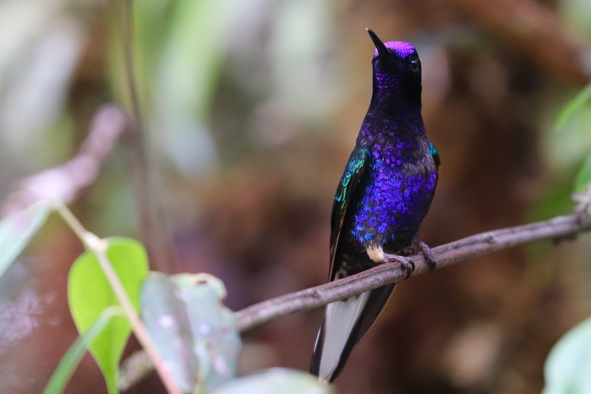 kolibřík hyacintový - ML617397077