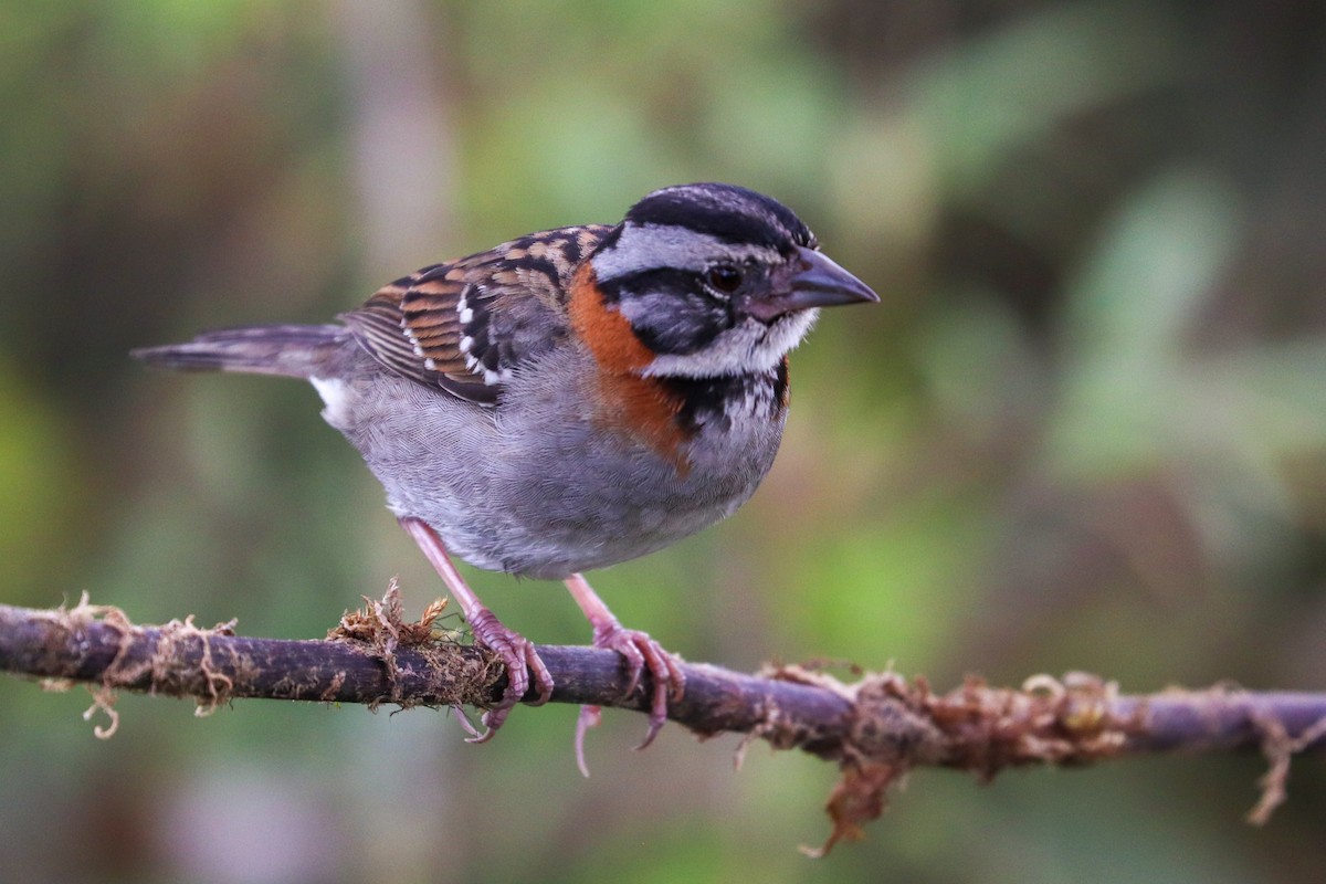 Rufous-collared Sparrow - ML617397126