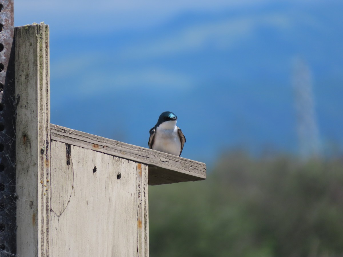 Tree Swallow - Rose An