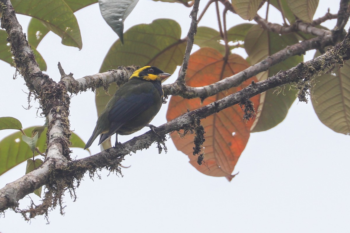 Gold-ringed Tanager - ML617397209