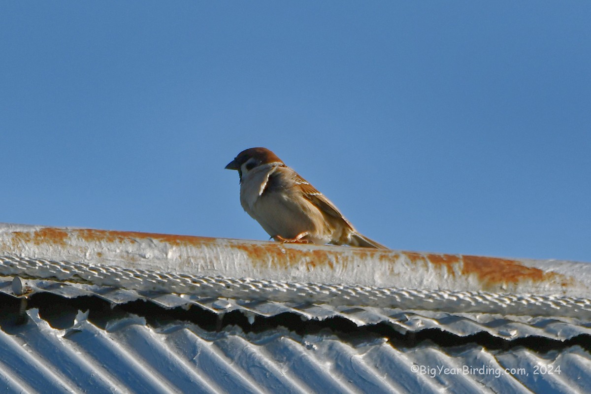 Eurasian Tree Sparrow - ML617397267