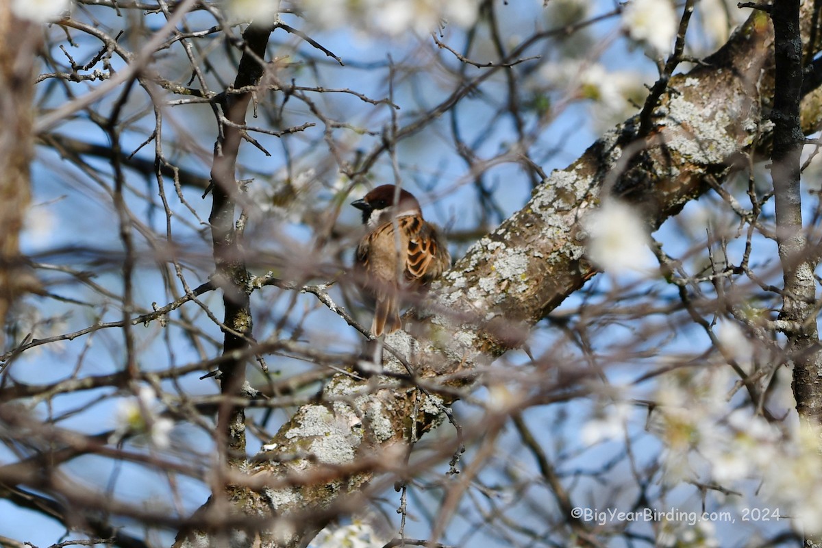 Eurasian Tree Sparrow - ML617397268