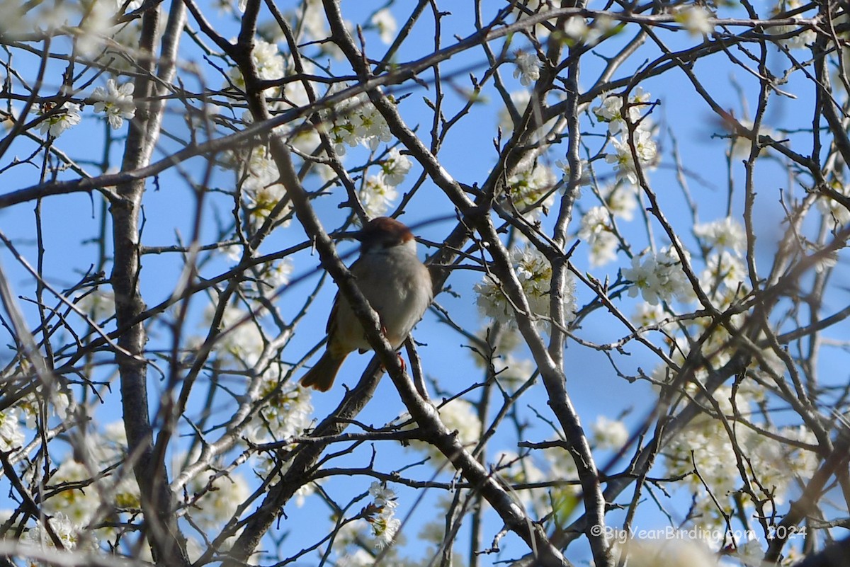 Eurasian Tree Sparrow - ML617397270