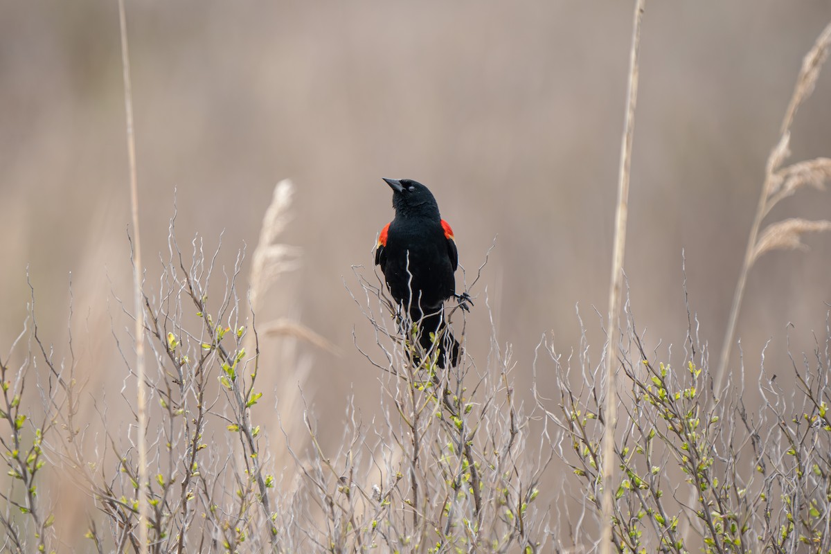 Red-winged Blackbird - ML617397278