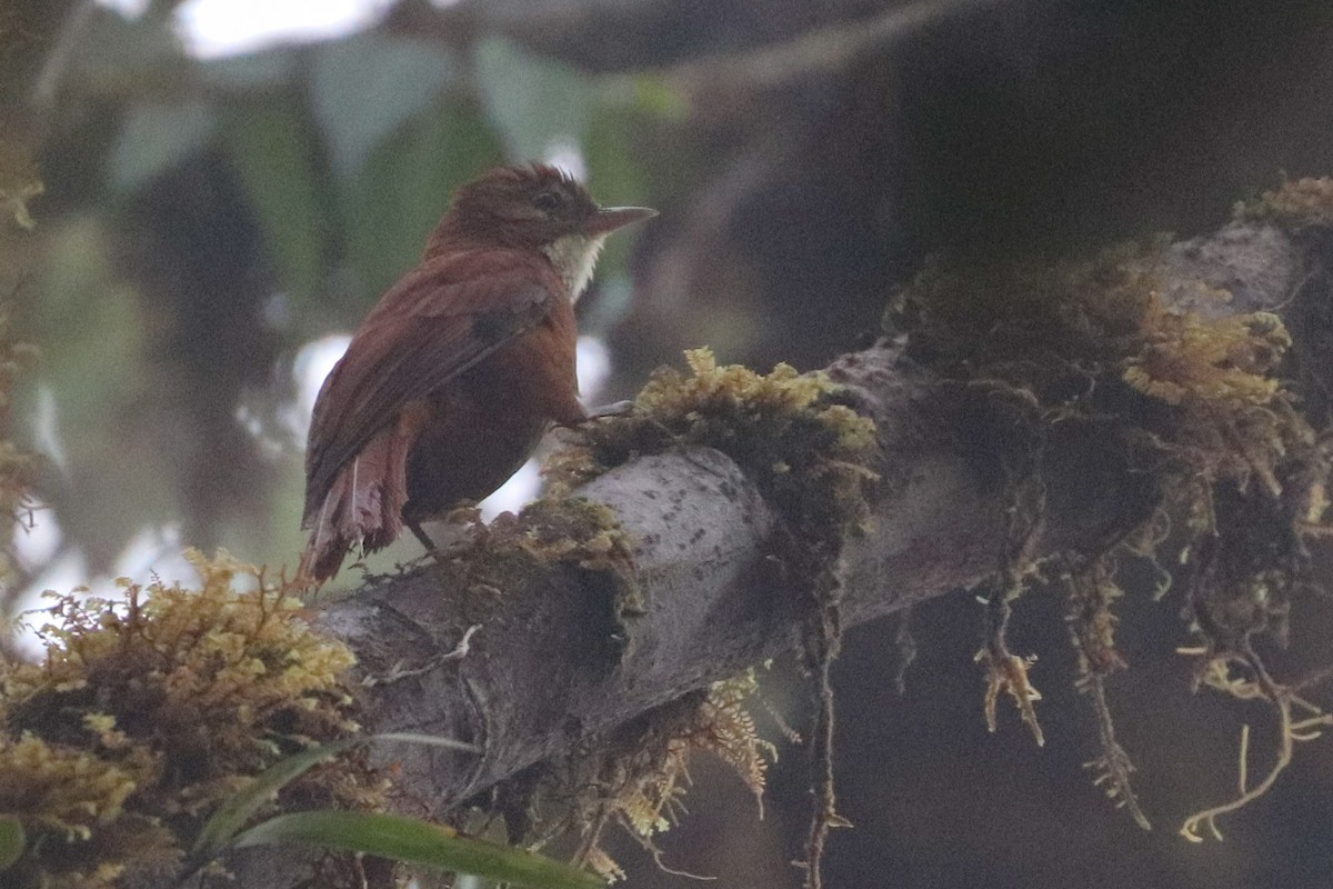 Fulvous-dotted Treerunner - ML617397316