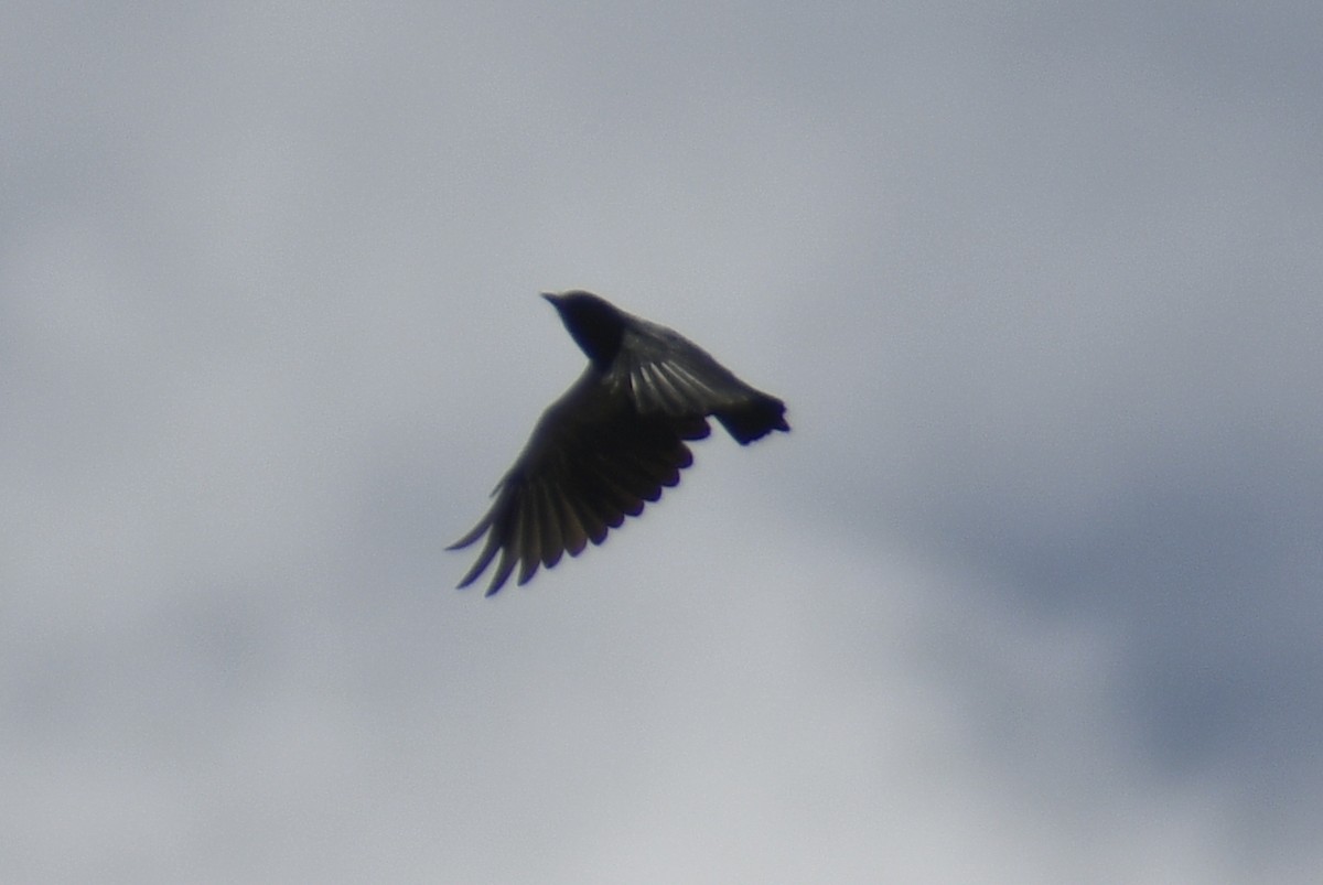 Swallow-winged Puffbird - ML617397345