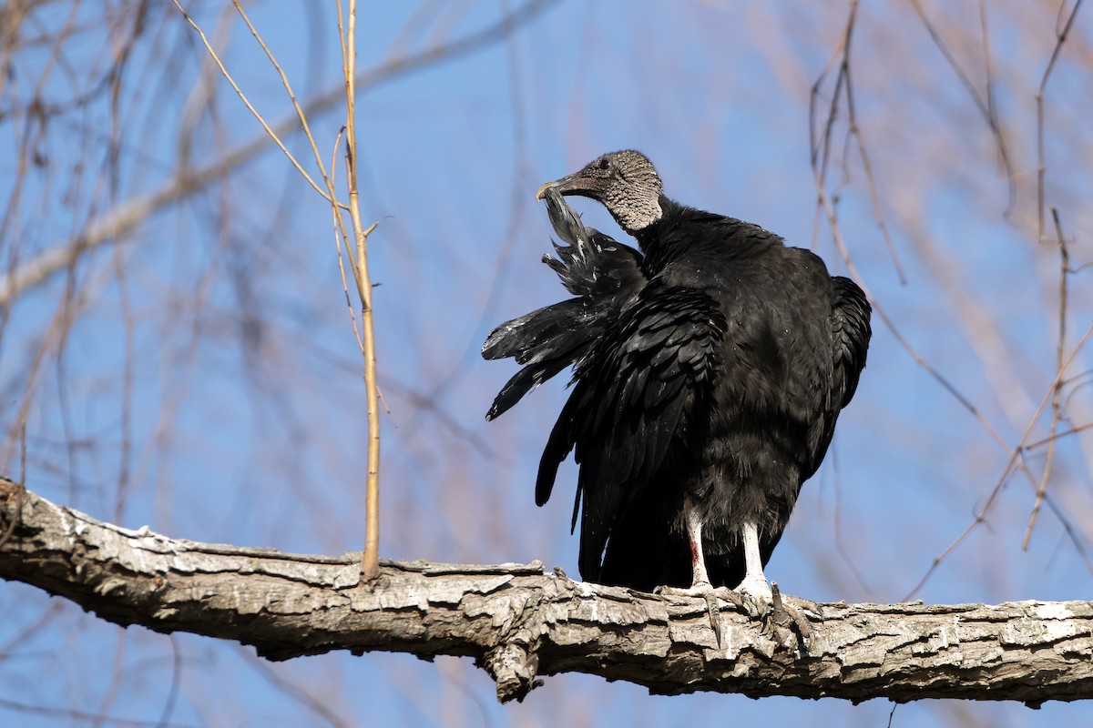 Black Vulture - ML617397416