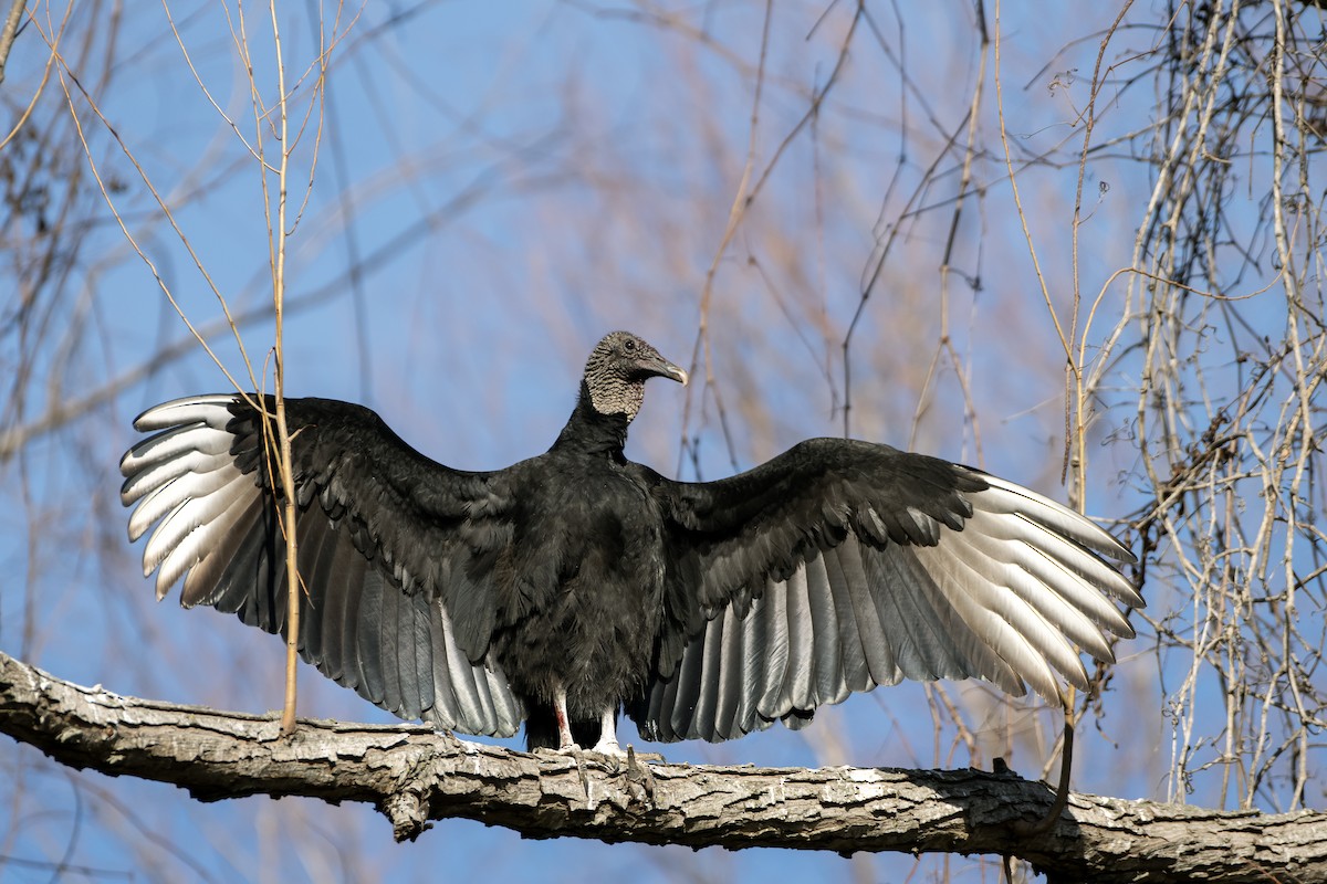 Black Vulture - ML617397418