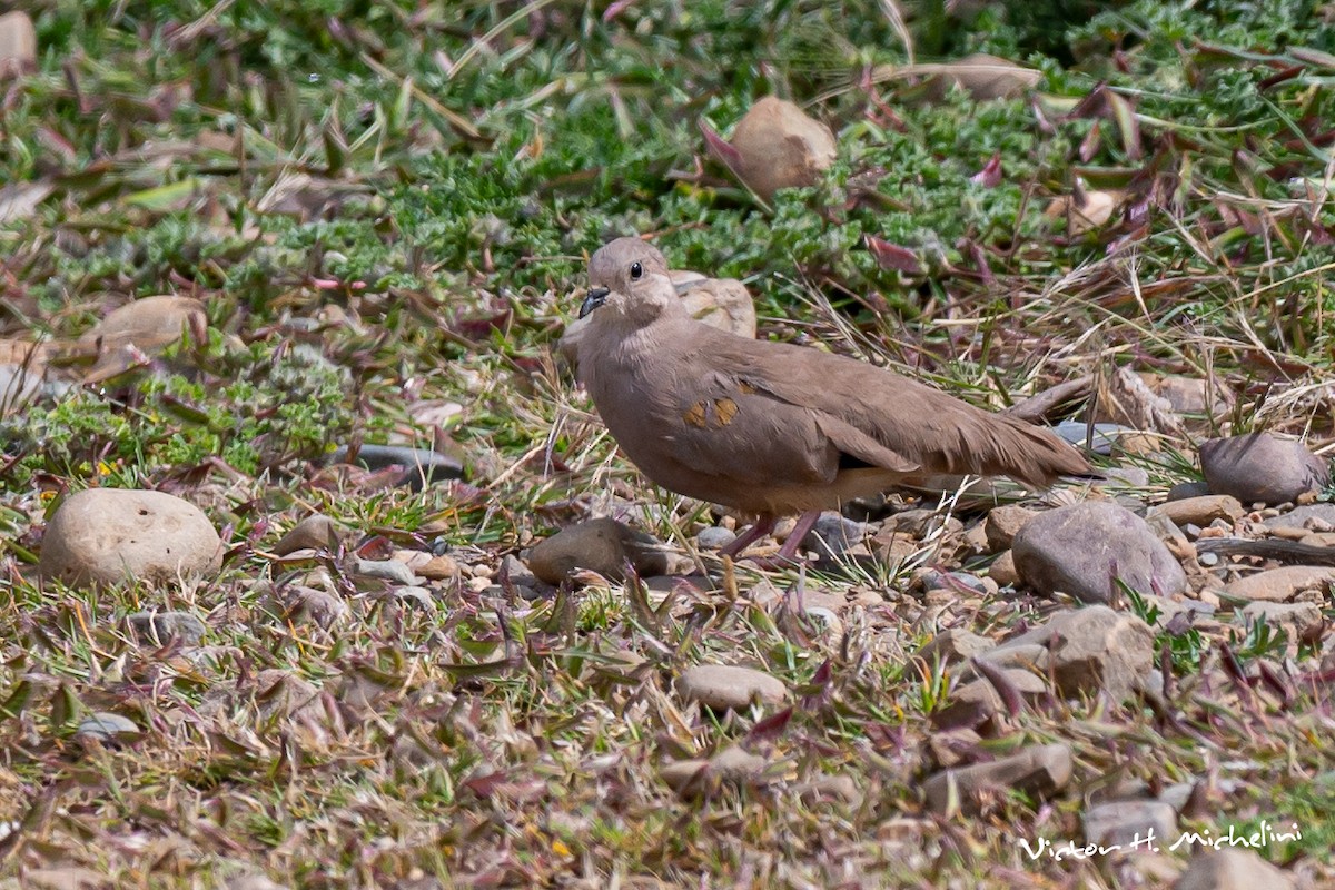 Golden-spotted Ground Dove - ML617397493