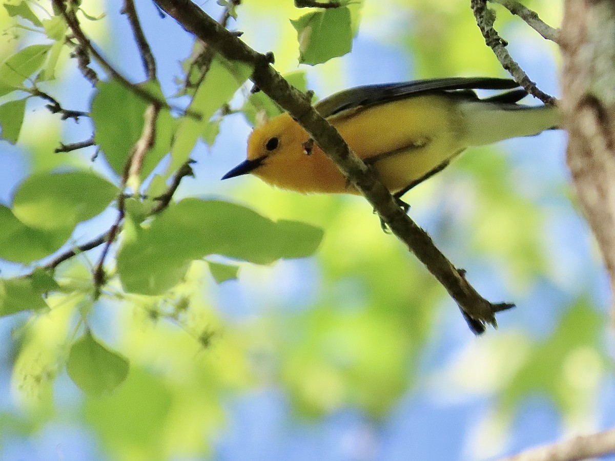 Prothonotary Warbler - ML617397562