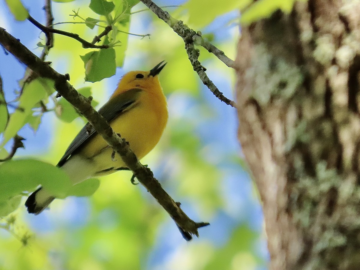 Prothonotary Warbler - ML617397563