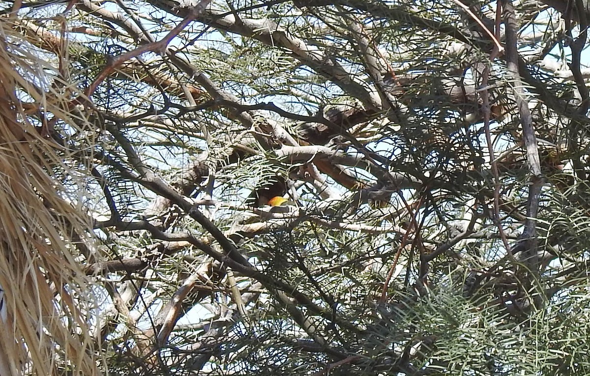 Western Tanager - ML617397568