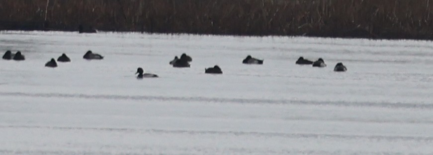 Greater Scaup - ML617397574