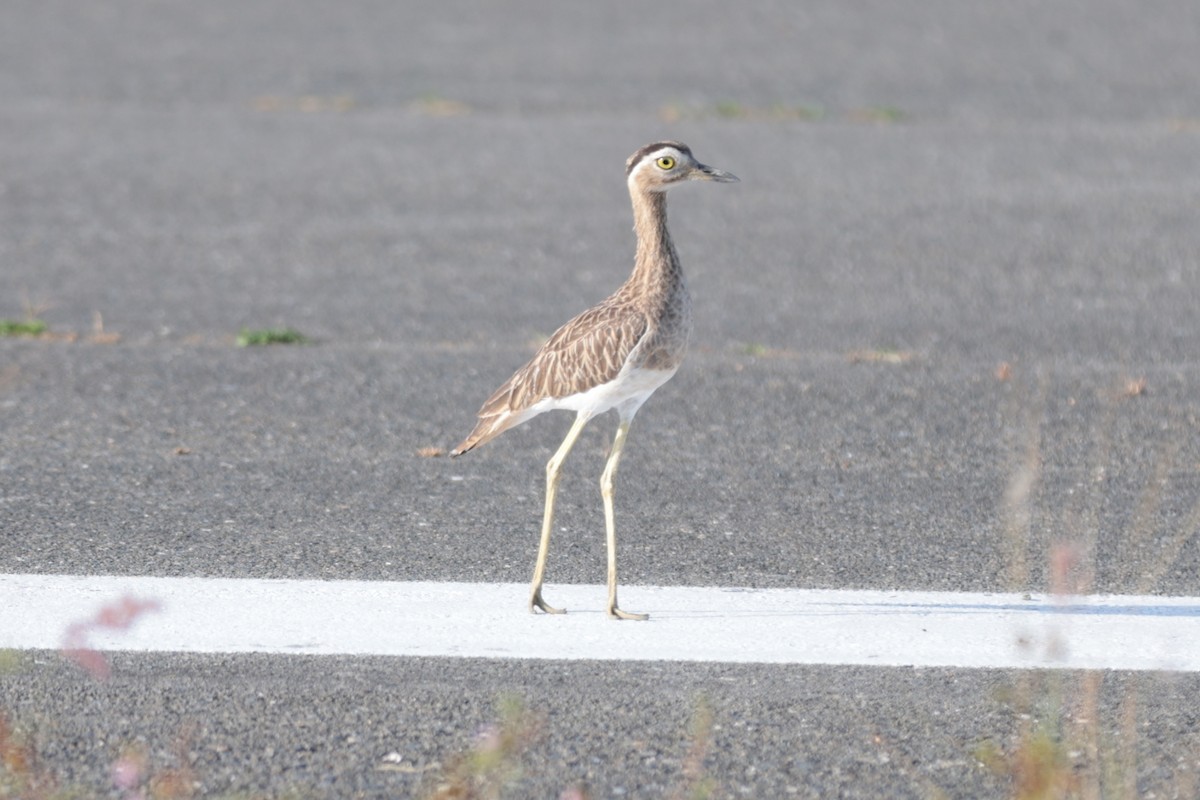 Double-striped Thick-knee - ML617397580