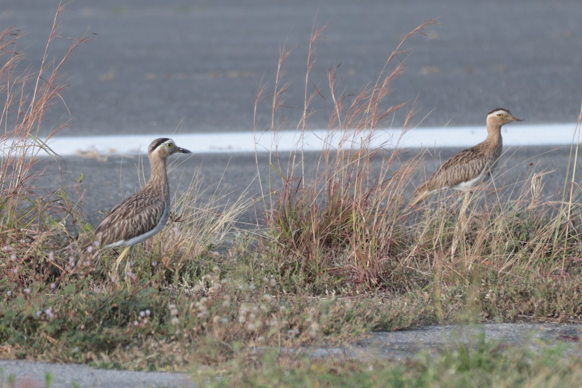 Double-striped Thick-knee - ML617397581