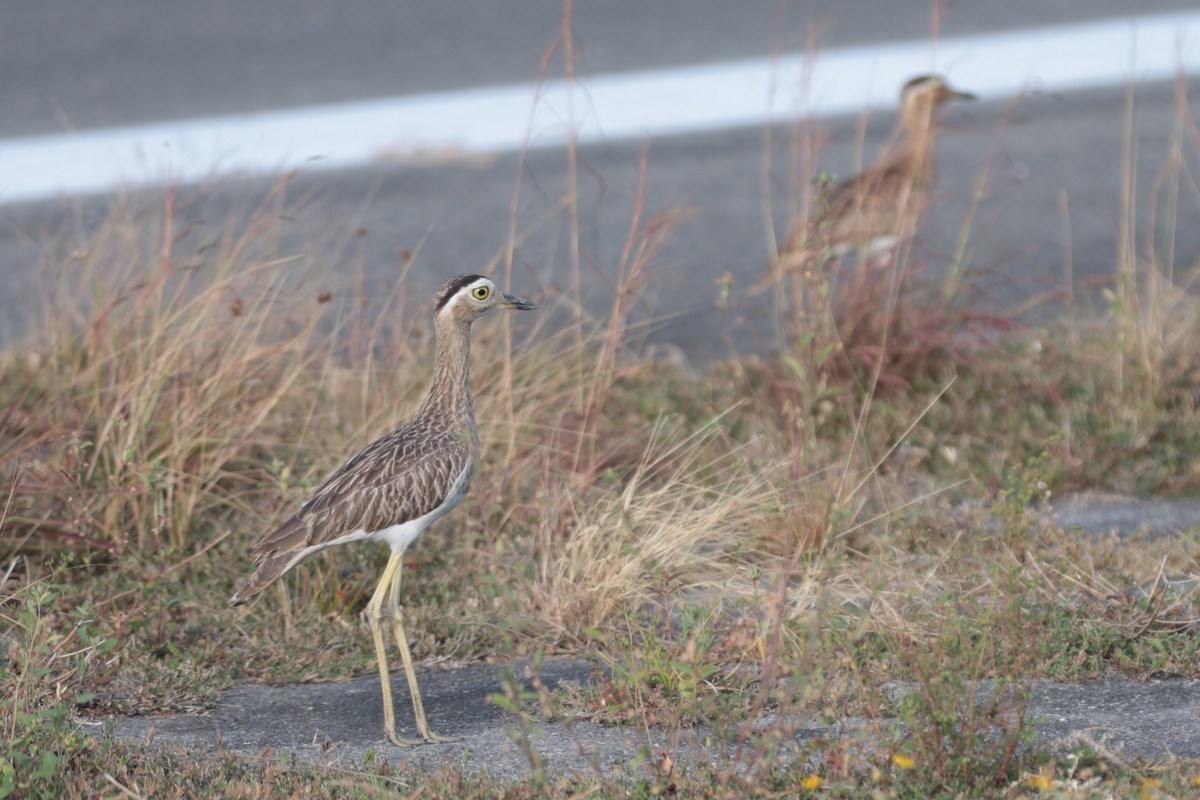 Double-striped Thick-knee - ML617397582