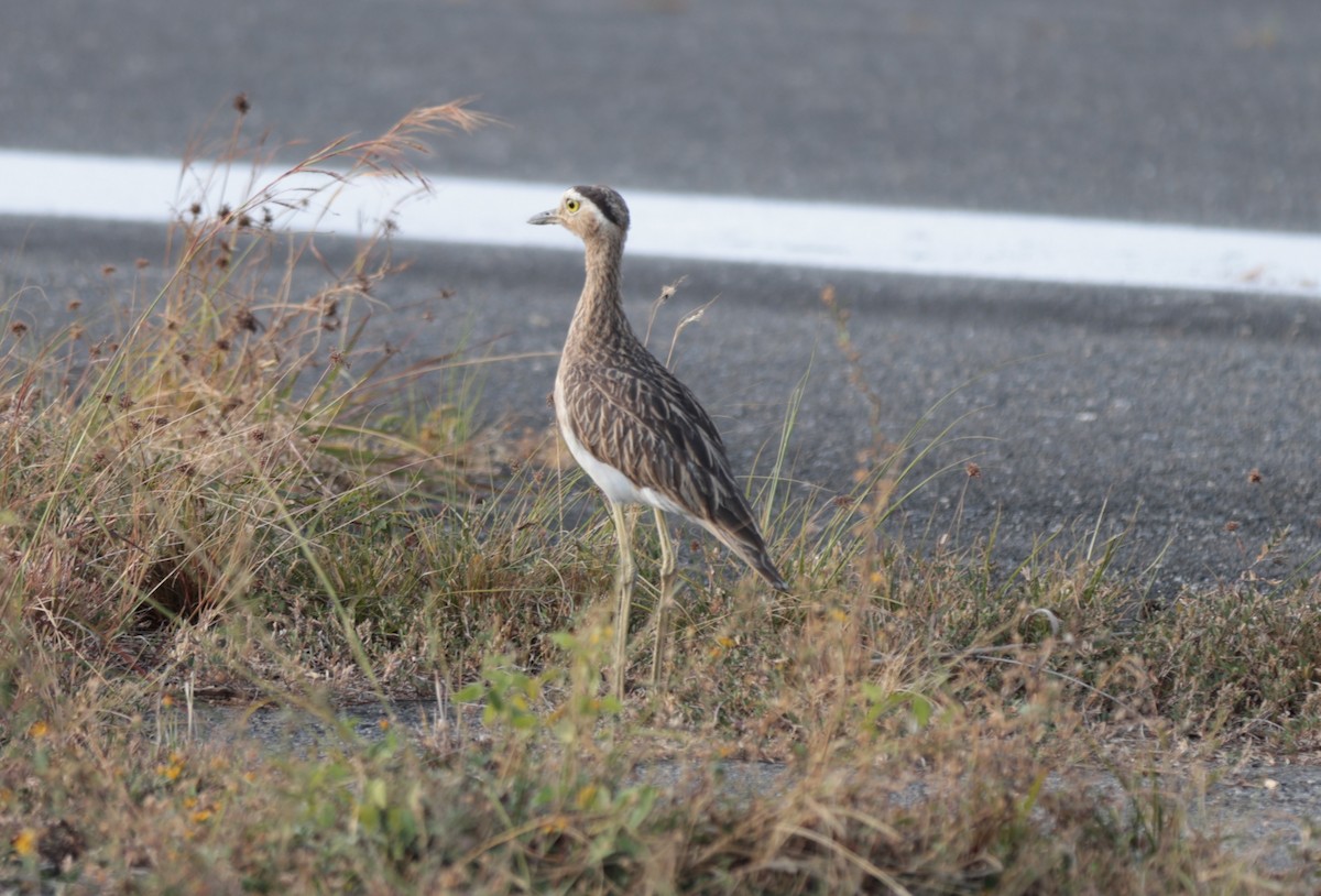 Double-striped Thick-knee - ML617397583