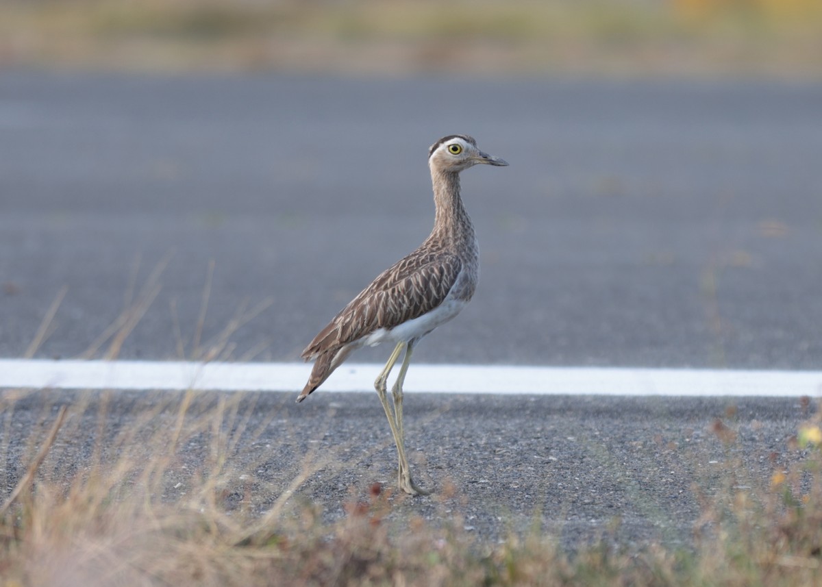Double-striped Thick-knee - ML617397584