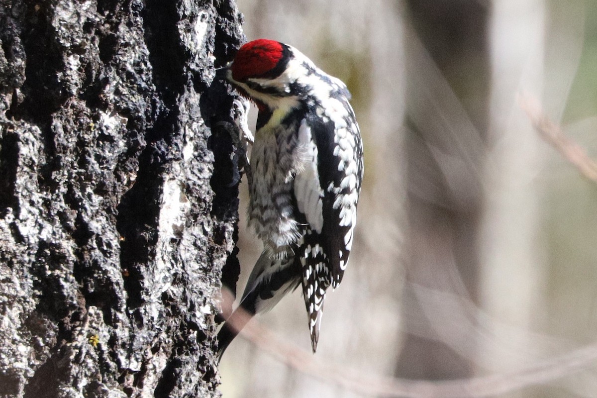 Ebird Checklist Apr Unnamed Road Algoma Unorganized