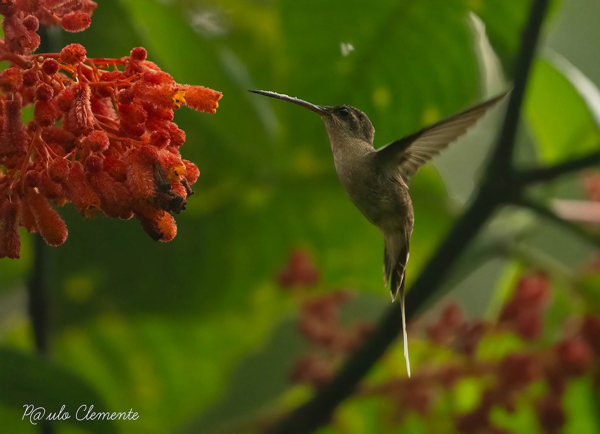 kolibřík běloknírkový - ML617397695