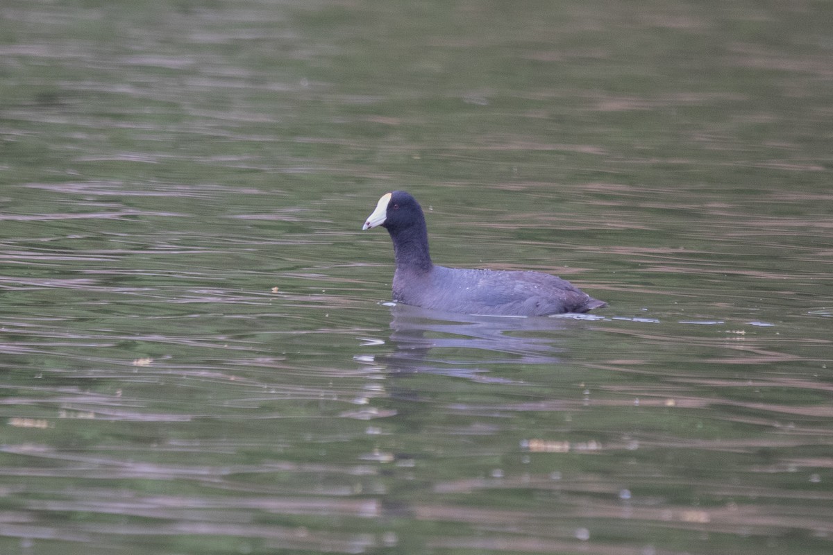 American Coot (White-shielded) - ML617397722