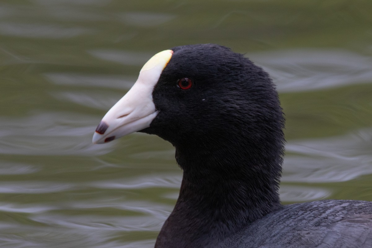 American Coot (White-shielded) - ML617397723