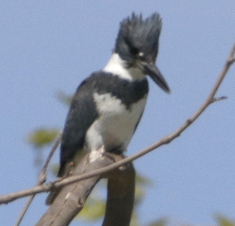 Belted Kingfisher - ML617397731