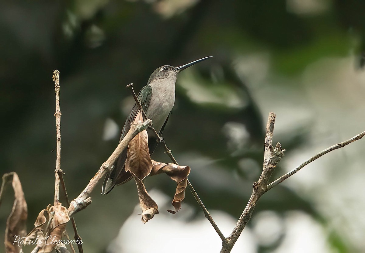 kolibřík šedoprsý - ML617397824