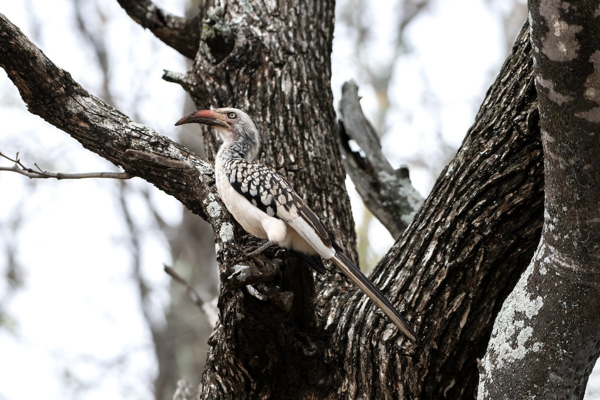 Southern Red-billed Hornbill - Adam Wilson