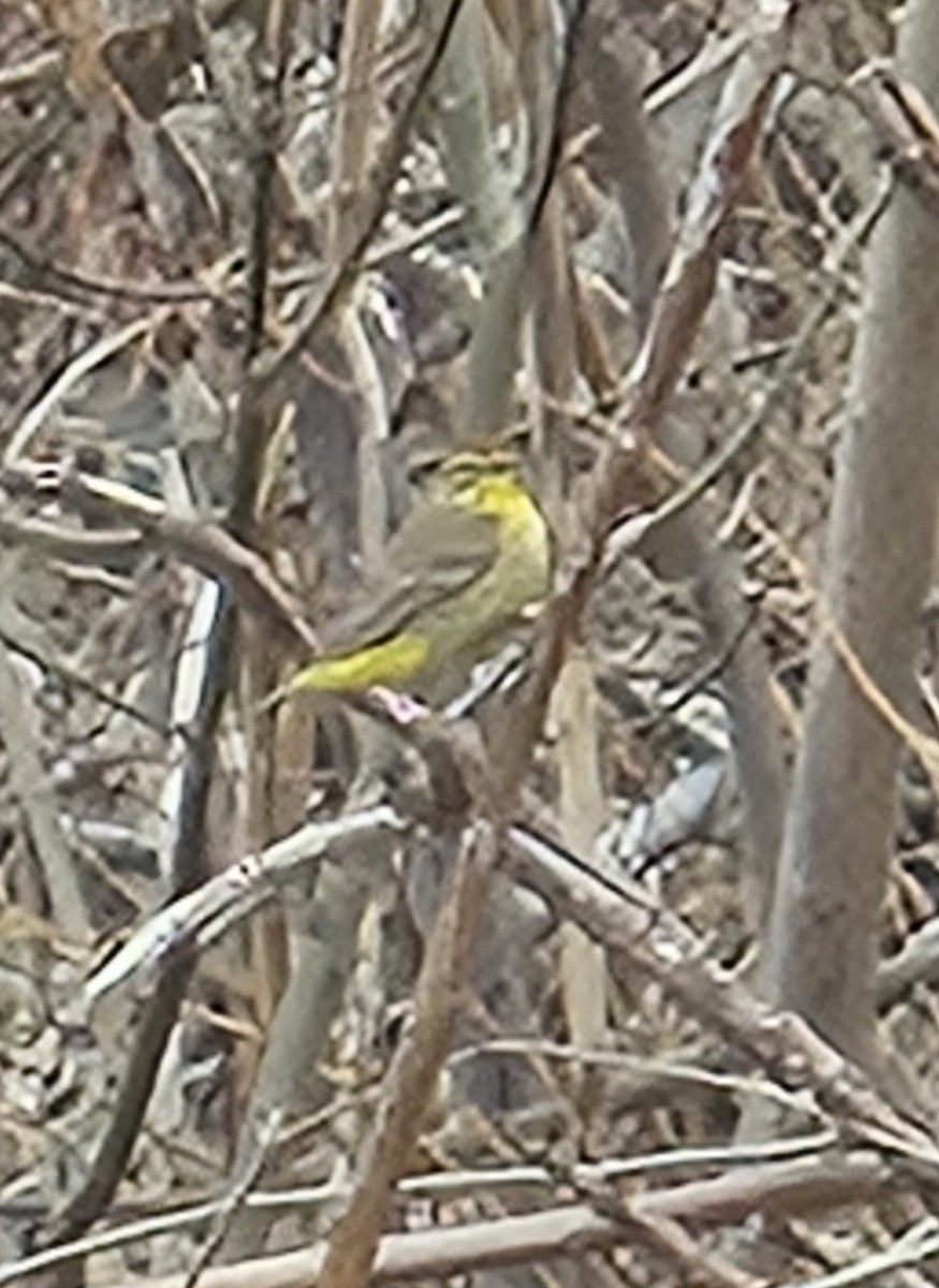 Palm Warbler - Yves Gauthier (Mtl)