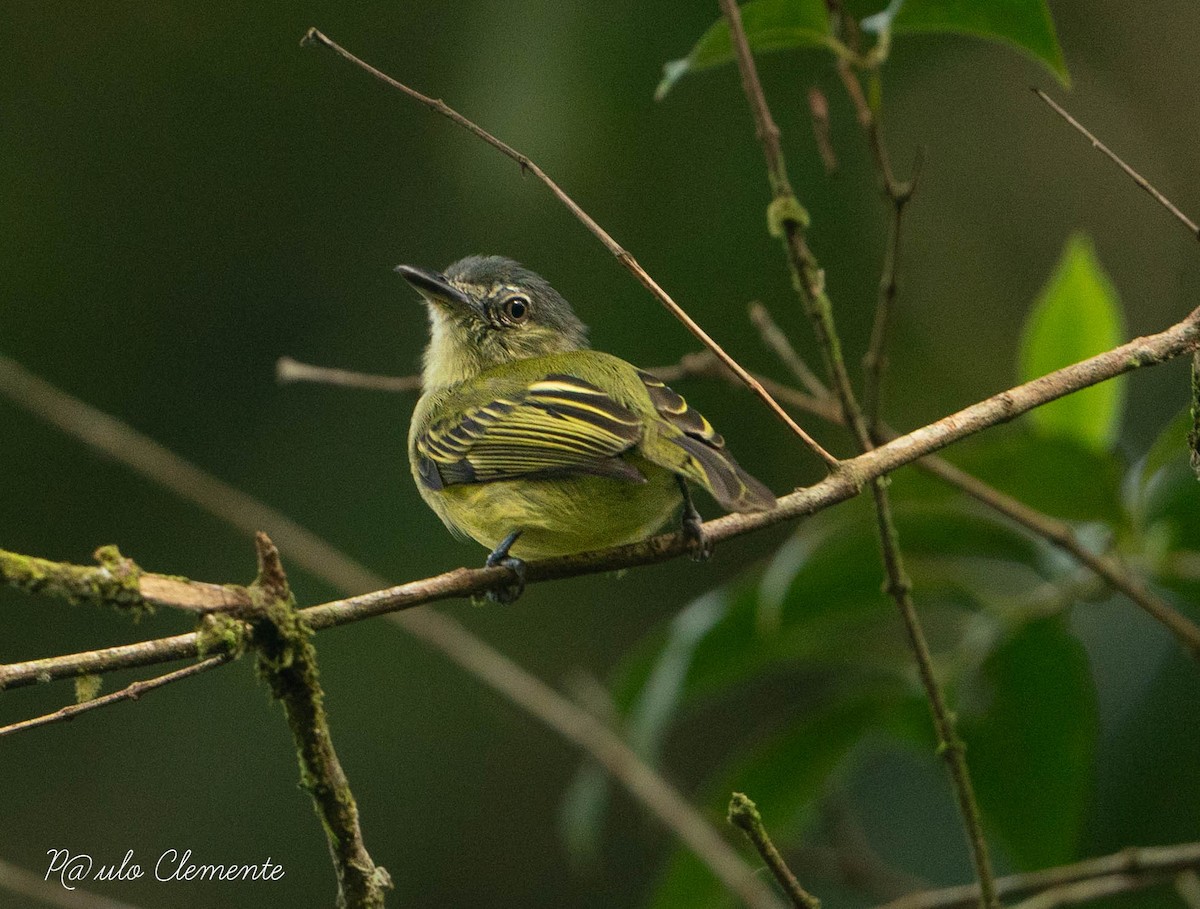 Gray-crowned Flatbill - ML617397894