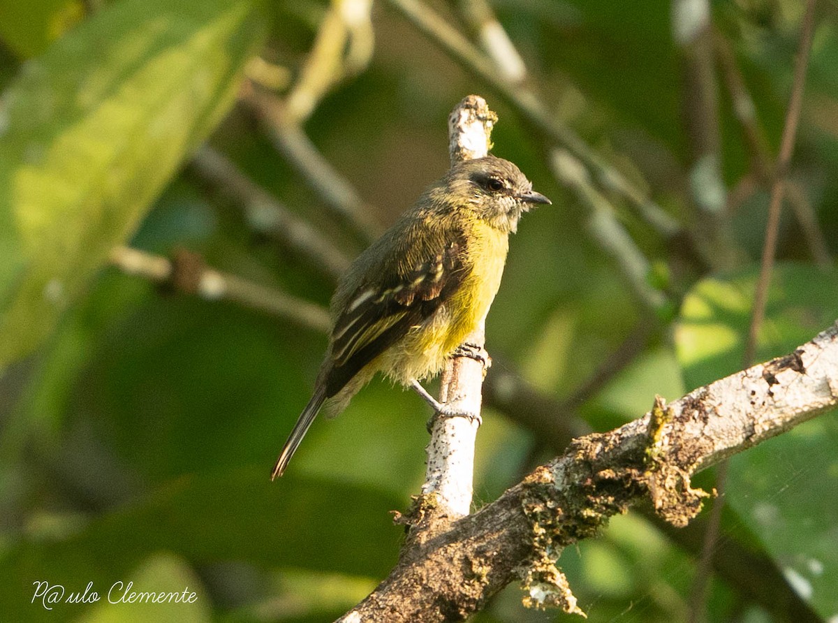 Yellow-crowned Tyrannulet - ML617397899