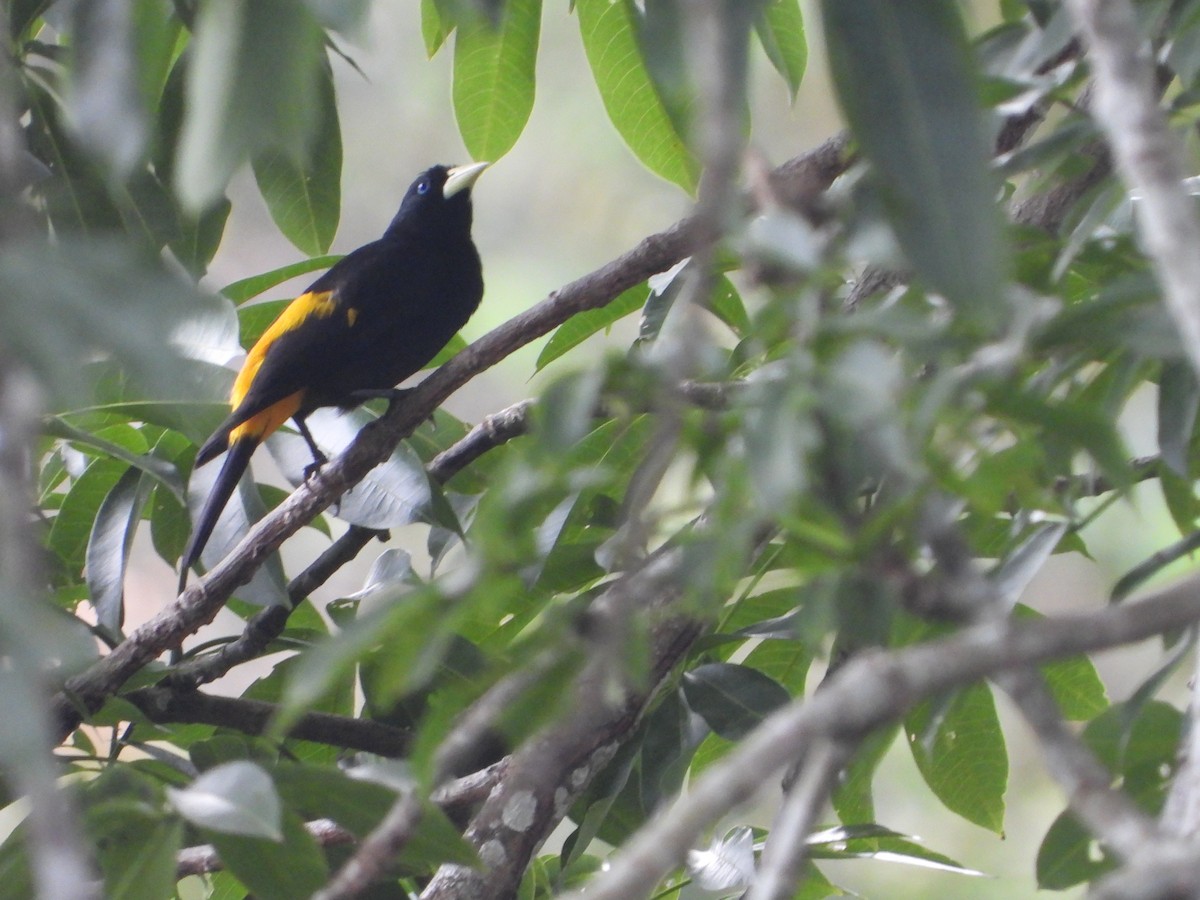 Yellow-rumped Cacique - Henry Griffin