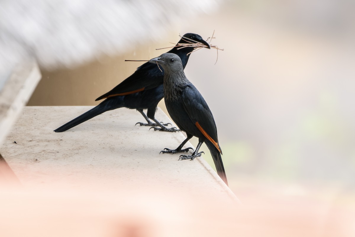 Red-winged Starling - ML617397949
