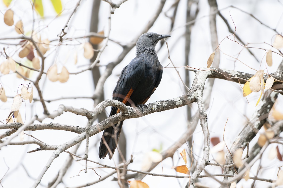 Red-winged Starling - ML617397950