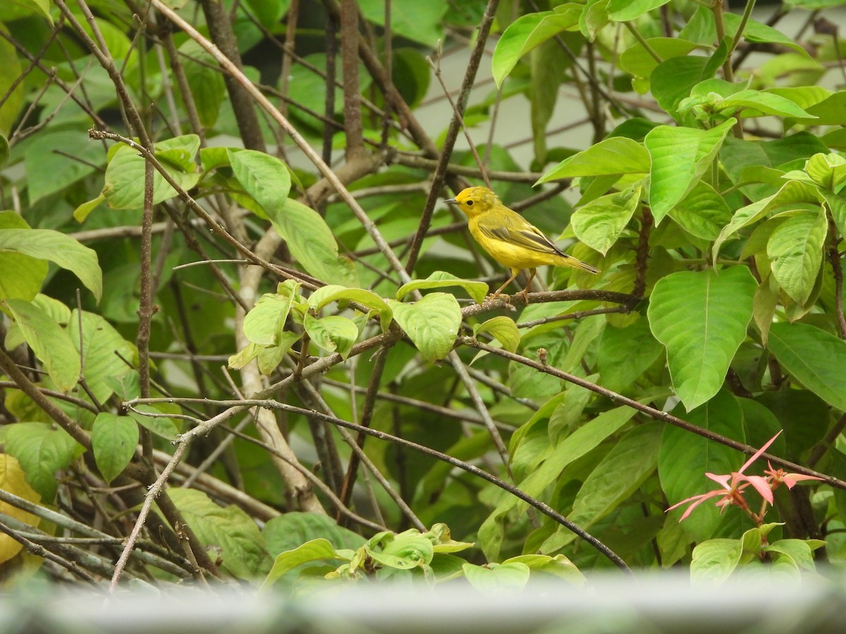 Yellow Warbler - Henry Griffin