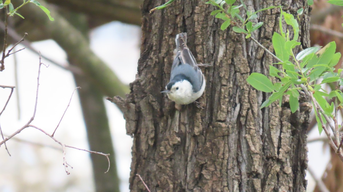 White-breasted Nuthatch - ML617398096
