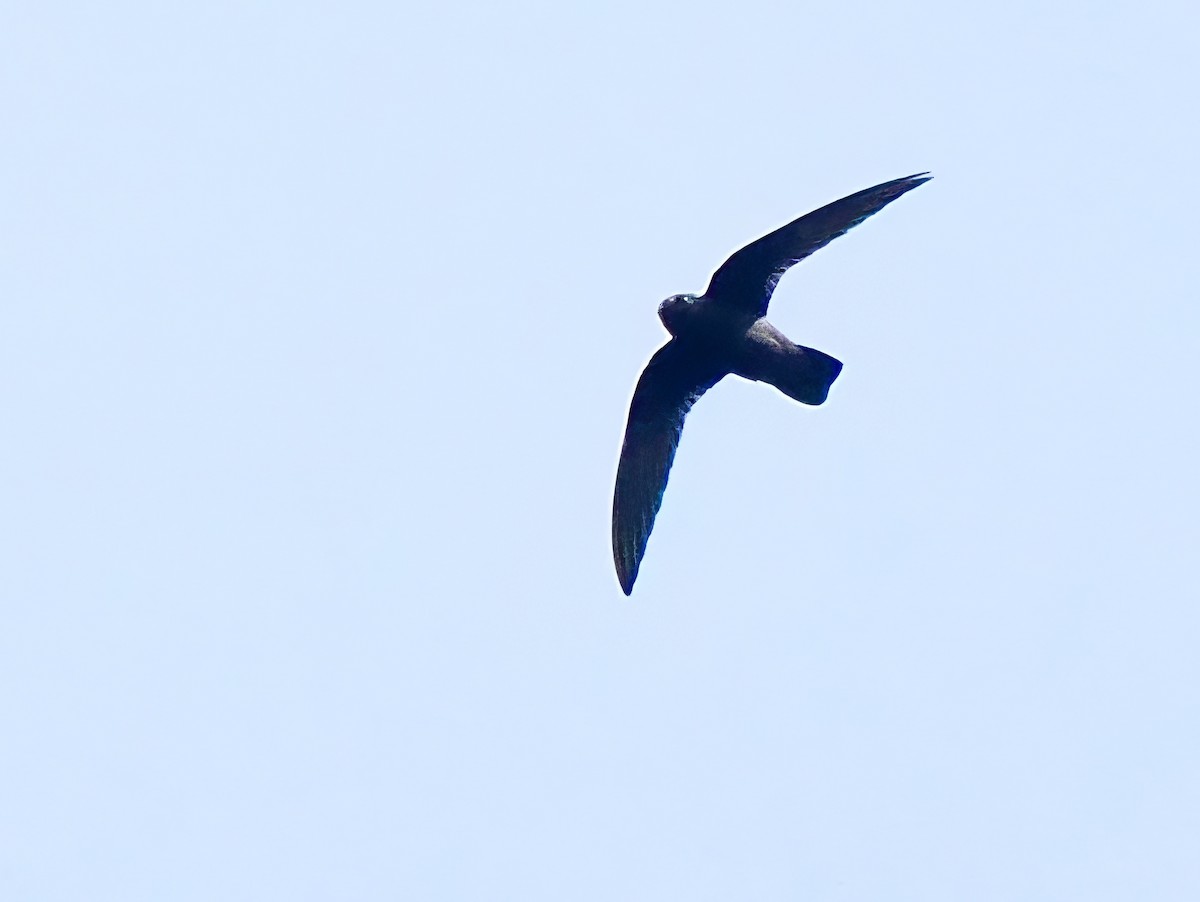 Spot-fronted Swift - Gabriel Willow