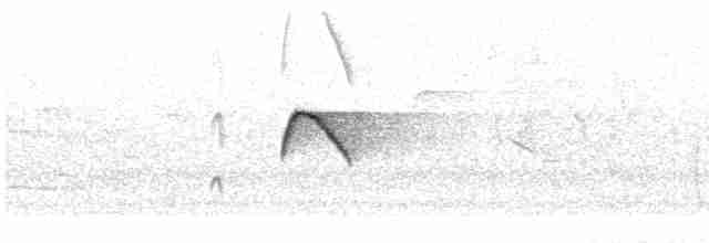 フサボウシハエトリ（phaeocercus／tenuirostris） - ML617398204