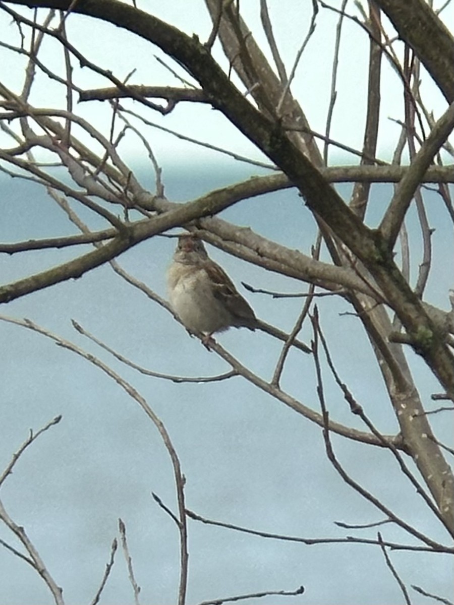 Field Sparrow - ML617398210