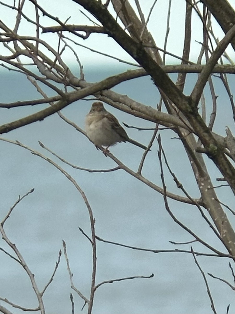 Field Sparrow - ML617398212