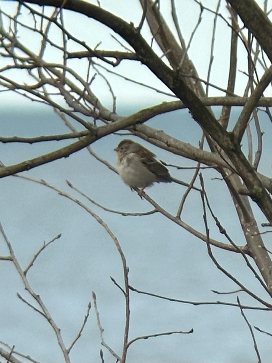 Field Sparrow - Katelyn Davis