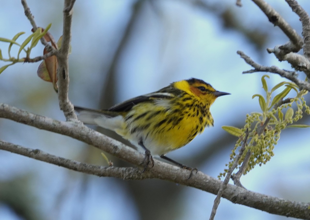 Cape May Warbler - ML617398289