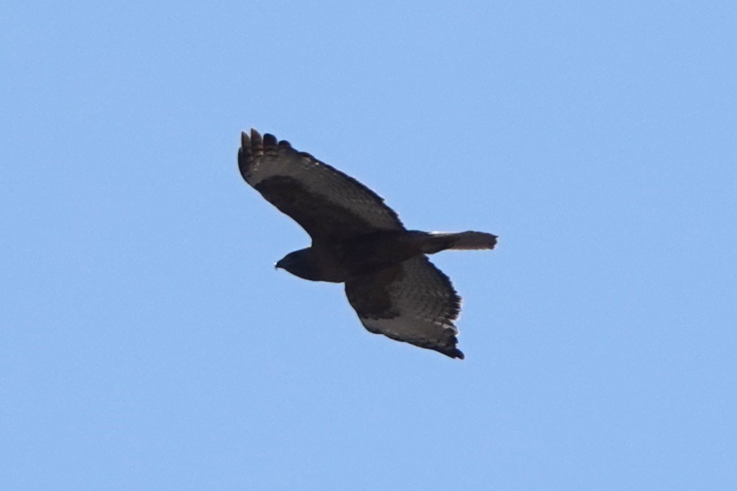 Red-tailed Hawk (Harlan's) - ML617398450